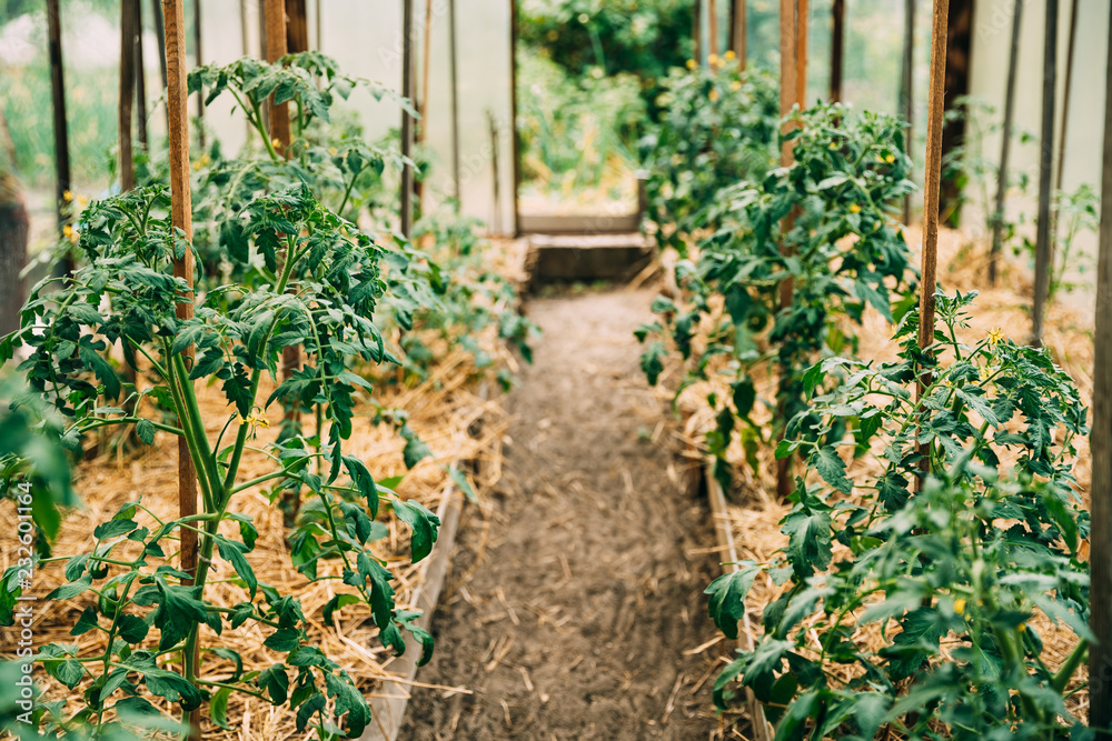 Tomatoes Vegetables Growing In Raised Beds In Vegetable Garden H