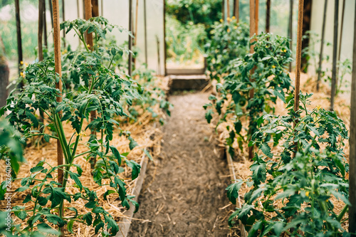 Tomatoes Vegetables Growing In Raised Beds In Vegetable Garden H