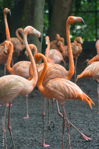 Group of colorful adult flamingos standing next to a pond