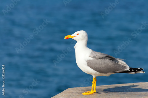 Seagull on Pier in sea
