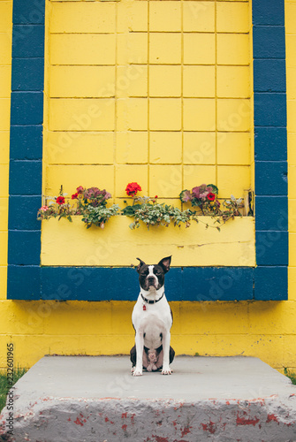 A Boston Terrier Sitting on a Picturesque Yellow Stoop photo