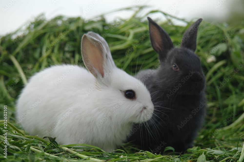 white and black rabbits on the grass. closeup white and black rabbits on the grass. closeup