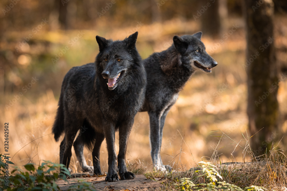 Multi Wolves Two Black Wolves In Love