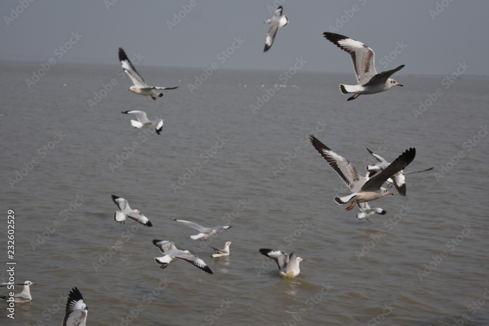 Seagull flying  over the confluence of river and the Sea.