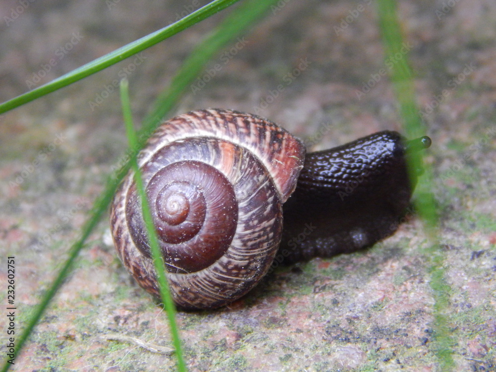 Snail in the grass. Nature photography Snail in the grass. Nature photography