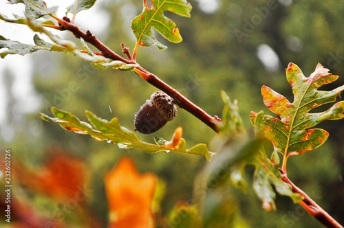 bird on branch