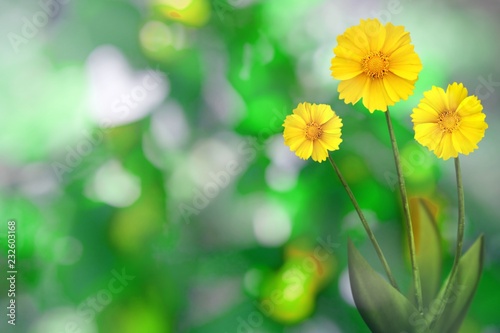 Beautiful live coreopsis with empty on left on tree leaves blurred bokeh background. Floral spring or summer flowers concept.