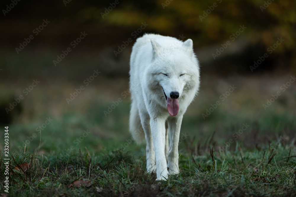 Obraz premium White Wolf in the forest