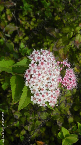 カワイイ秋の花