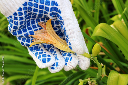 Gardener's hand removing (deadheading) of a faded flower of a cultivar daylily (Hemerocallis sp.) in the autumn garden