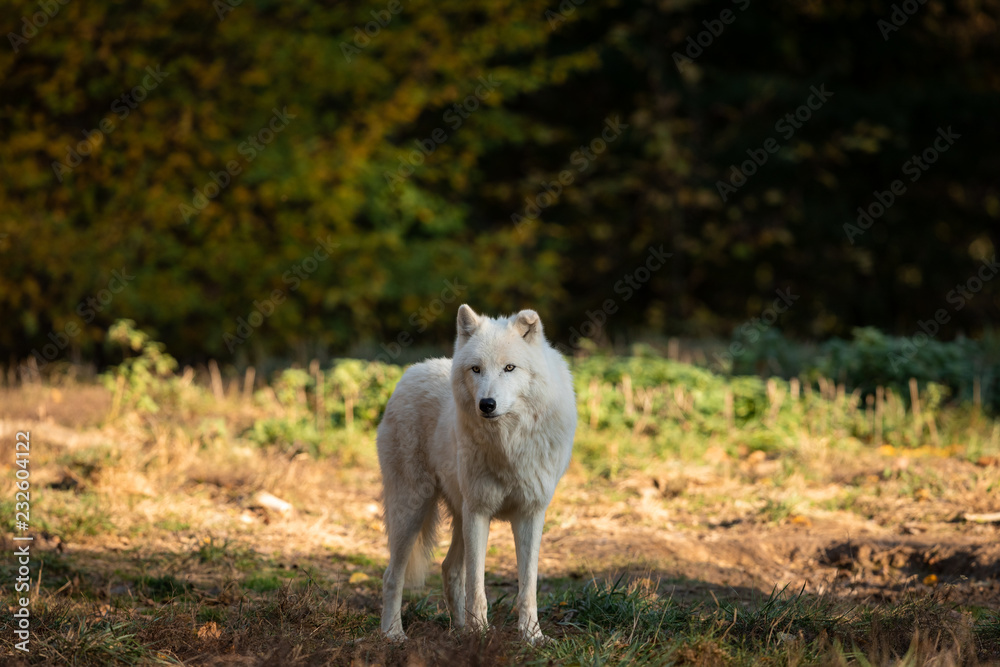 White wolf in the forest