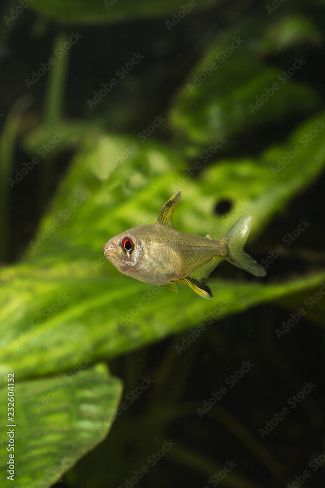 Fototapeta premium Tetra citric acid in the aquarium.