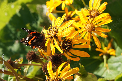 Photos Ligularia dentata othello yellow flowers