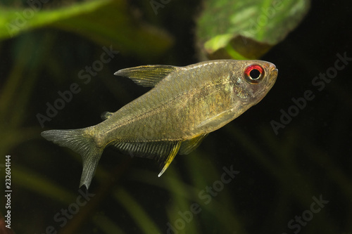 Tetra citric acid in the aquarium.