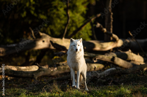 White wolf in the forest