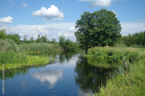 Fototapeta Naklejka Na Ścianę i Meble -  Summer lake near the forest with trees.