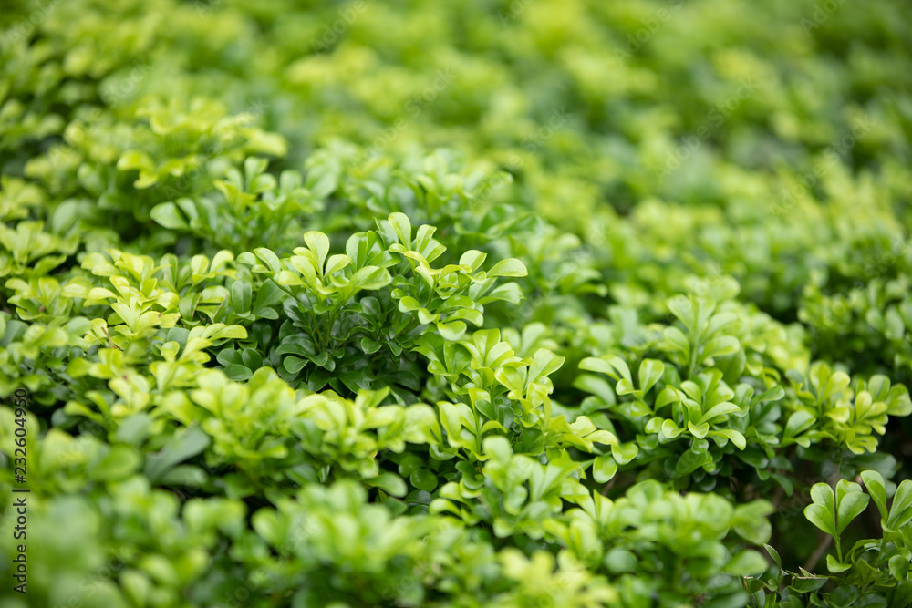 Close up Green leaves of bush Close up Green leaves of bush