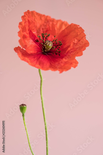 Fototapeta Naklejka Na Ścianę i Meble -  Beautiful red poppy with its bud on pink background
