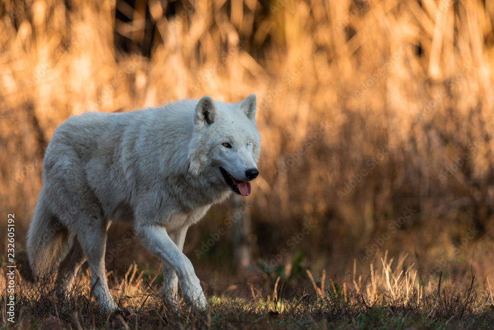 Obraz premium White wolf in the forest