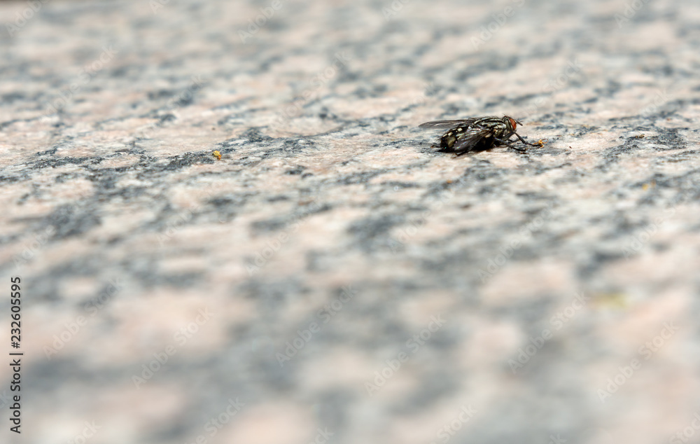 Fototapeta premium fly on stone plate