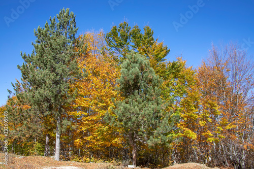 Trees with golden, yellow and brown autumn leaves. In the foreground