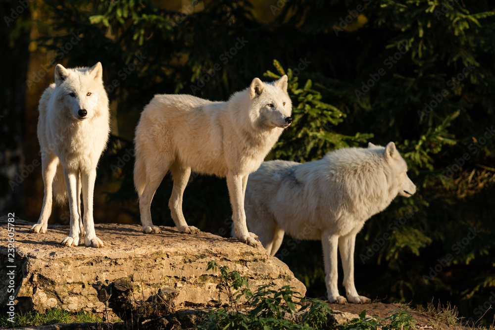 White wolf in the forest