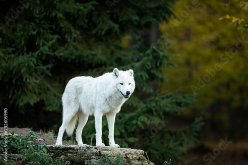 White Wolf in the forest