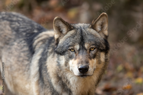 Grey Wolf in the forest