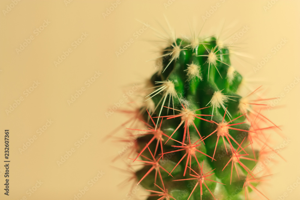 green cactus with white and red needles on beige background green cactus with white and red needles on beige background