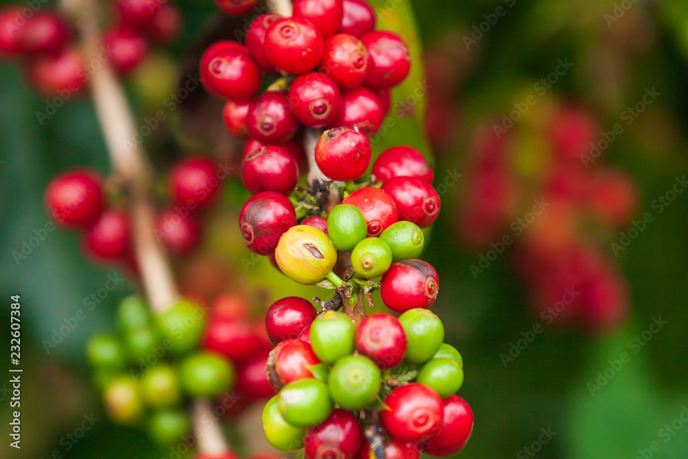 Fresh ripe Arabica coffee berries on the branches of the tree.