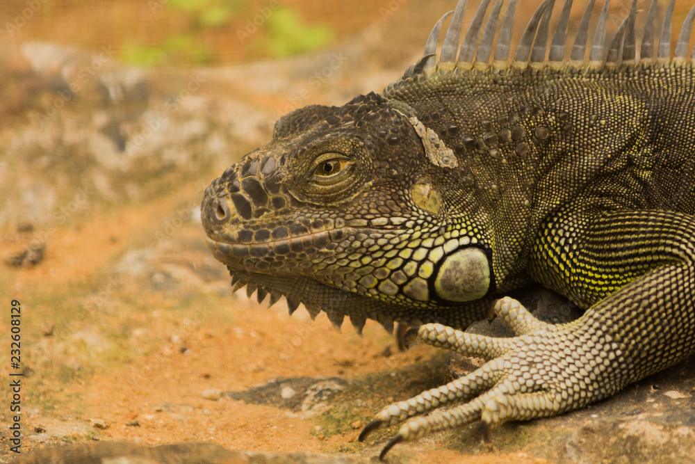Obraz premium Close up of Big Green Iguana in Bannerghatta National Park, Bengaluru,Karnataka