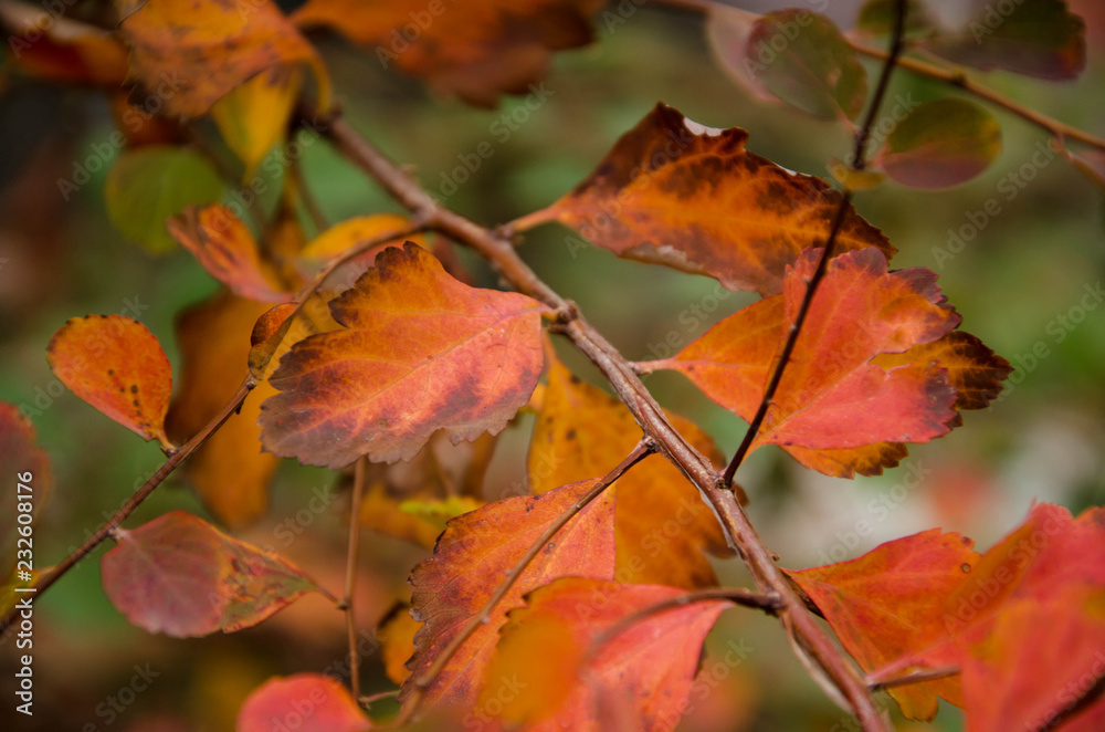 autumn leaves