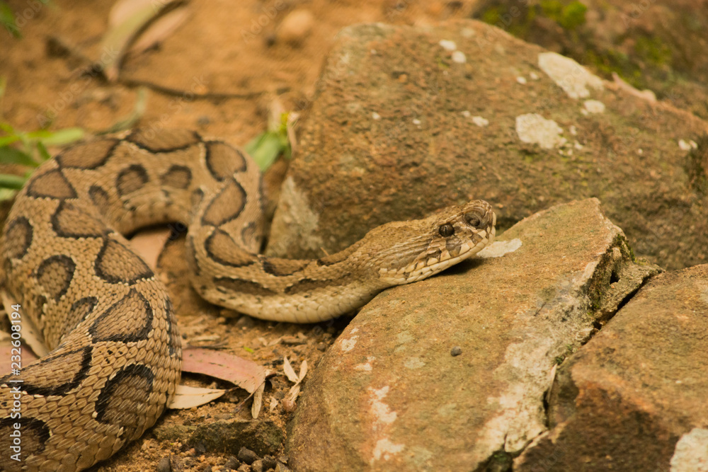 Timber rattlesnake resting on rock in Bannerghatta National Park ...