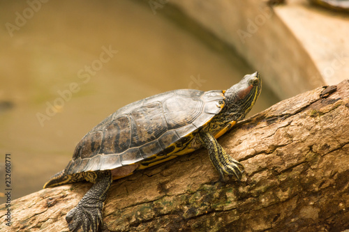 Painted turtle's yellow face-stripes, philtrum (nasal groove) Resting on Wood in Bannerghatta National Park,India.