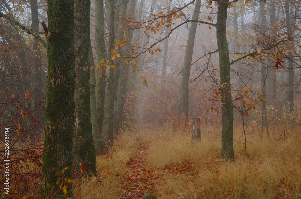 autumn forest with misty morning