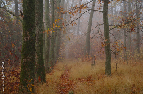 Obraz na płótnie autumn forest with misty morning w salonie