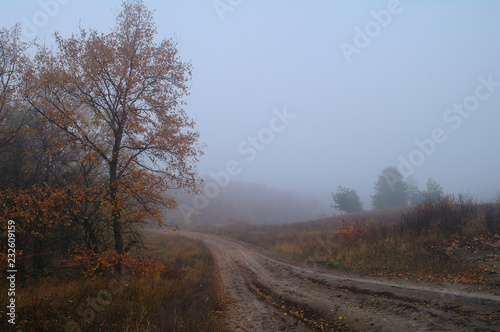 Obraz na płótnie country road in autumn in the mist w salonie