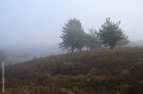 autumn forest with misty morning