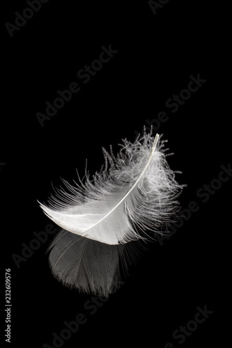 Gentle white feather on black reflective surface