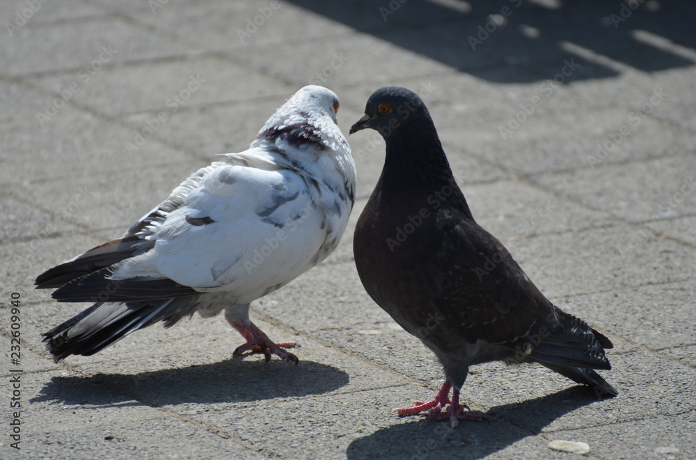 pigeons on the street pigeons on the street