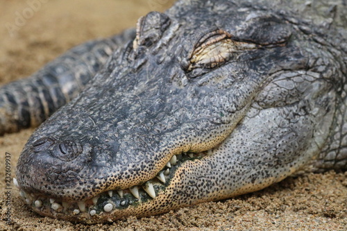 Crocodile