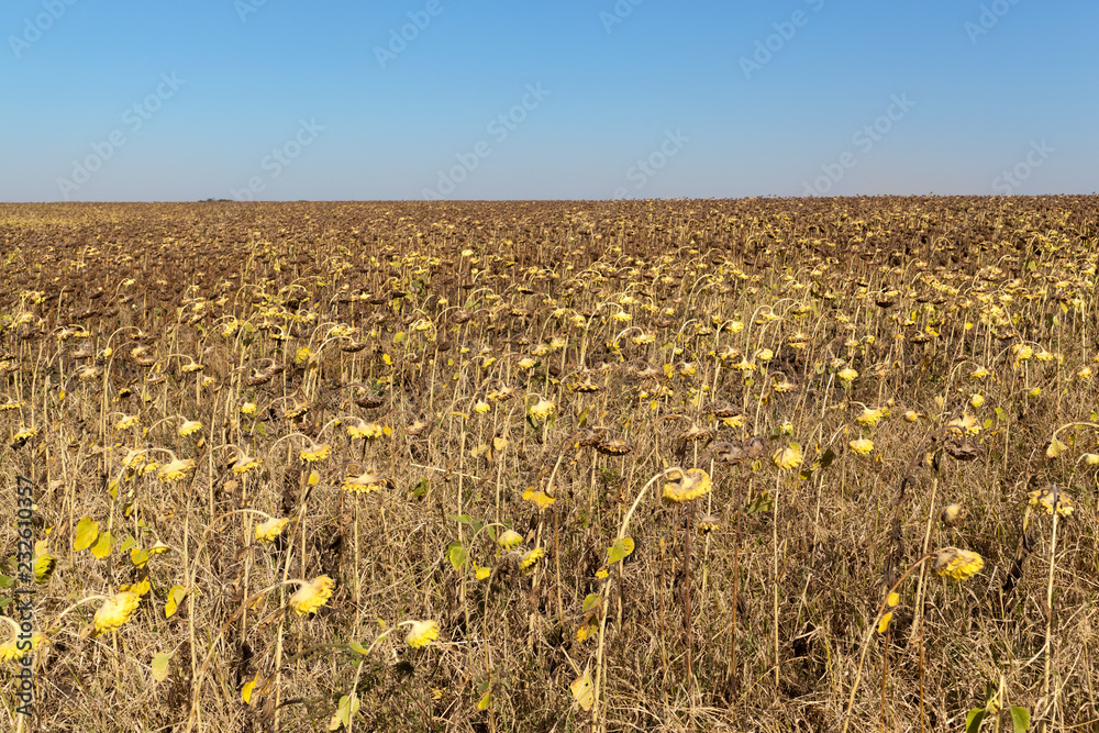 Naklejka premium Agricultural field of dry ripe sunflower ready for harvest