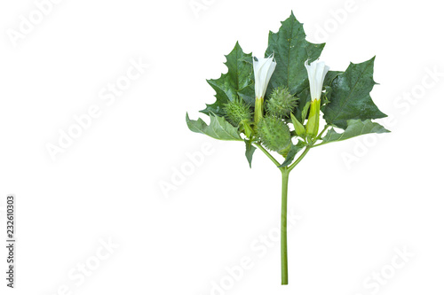 Obraz na plátně datura stramonium with leaves, fruit and flowers Isolated on white background