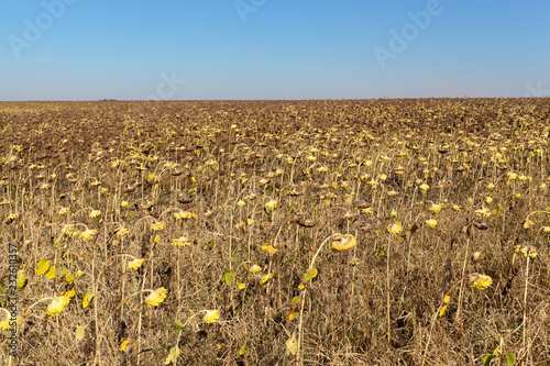 Fototapeta Naklejka Na Ścianę i Meble -  Agricultural field of dry ripe sunflower ready for harvest