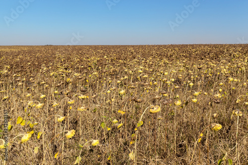 Agricultural field of dry ripe sunflower ready for harvest