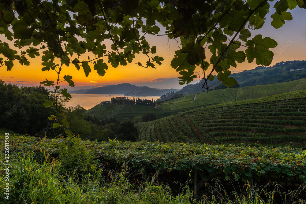 Txakoli white wine vineyards at sunrise, Getaria, Basque Country, Spain