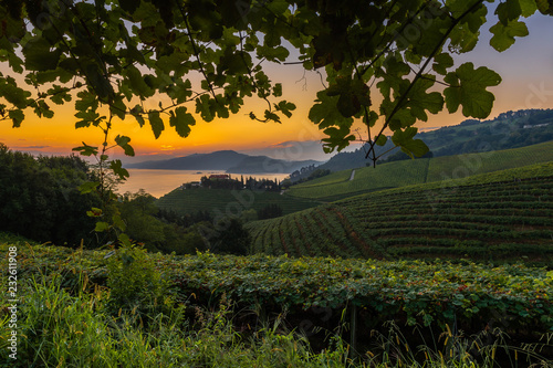 Obraz na płótnie Txakoli white wine vineyards at sunrise, Getaria, Basque Country, Spain w salonie