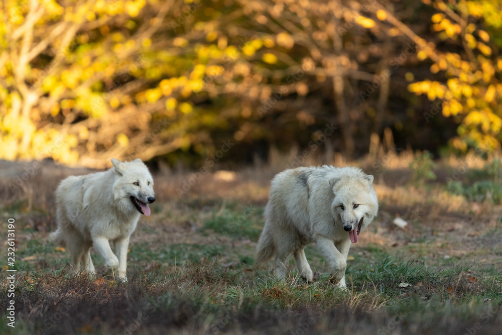 White wolf in the forest