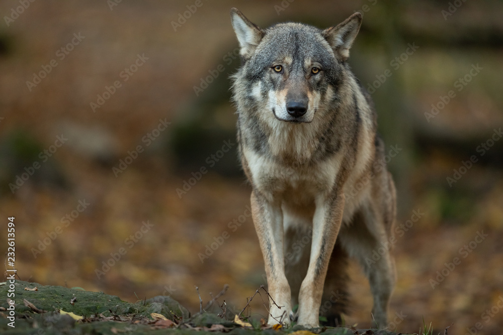 Obraz premium Grey wolf in the forest