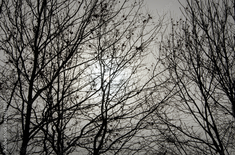 silhouette of a tree silhouette of a tree